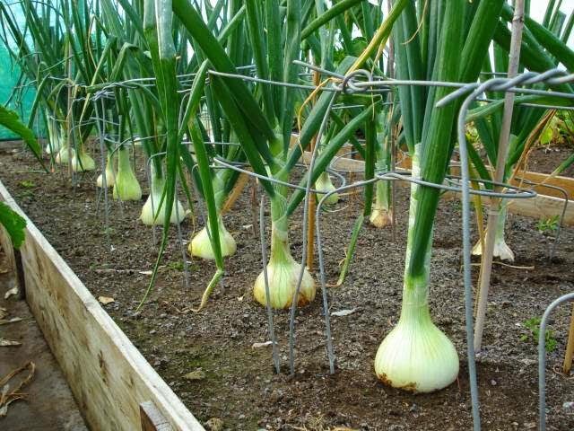 پرورش پیاز گلخانه ای با بست های سیمی در کنار هم با فاصله 20 سانتی